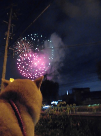 モモを自撮り