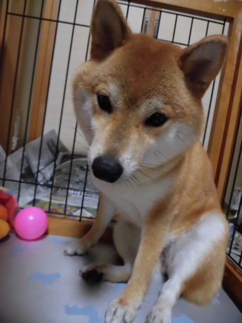 暑さ対策