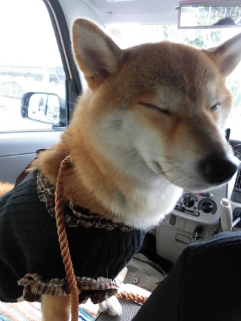 Wonderful Style 愛犬フォトコンテストへエントリー