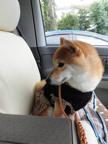 Wonderful Style 愛犬フォトコンテストへエントリー