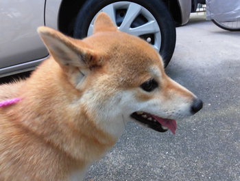 おはよう(=´ｴ ｀= )))