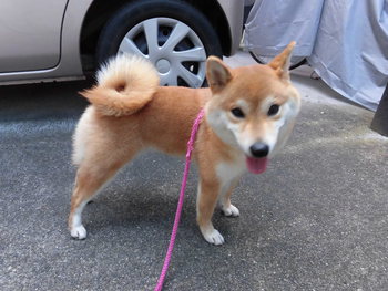 おはよう(=´ｴ ｀= )))