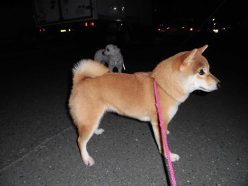 夕方のお散歩