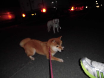 夕方のお散歩
