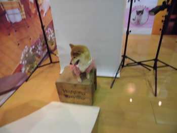 DOG!フェスタ　その1