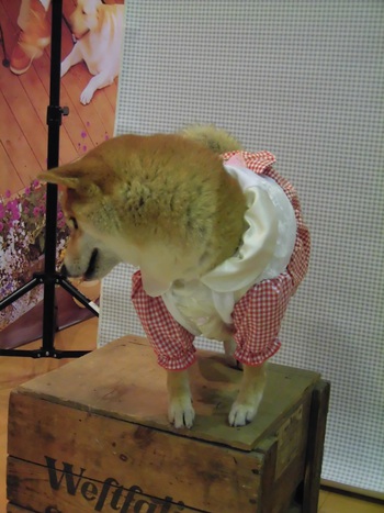 DOG!フェスタ　その1