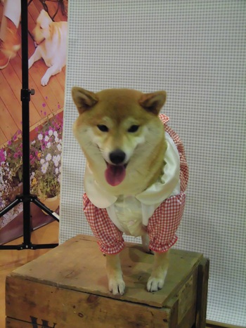 DOG!フェスタ　その1