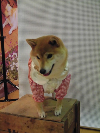 DOG!フェスタ　その1