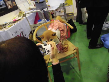 DOG!フェスタ　その1
