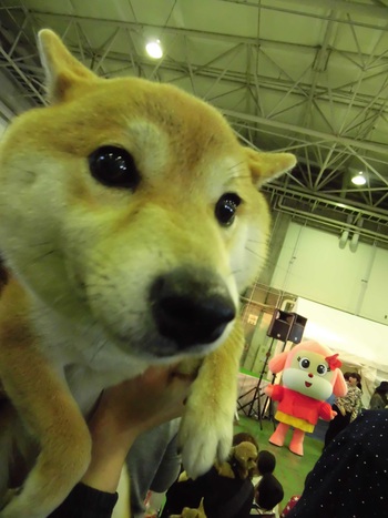 DOG!フェスタ　その2
