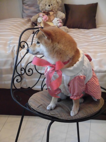 セキスイハイム　タレント犬オーディションへエントリーWonderful Style