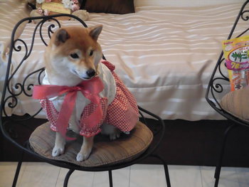 グランプリ♪