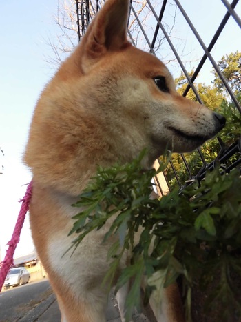 お散歩♪