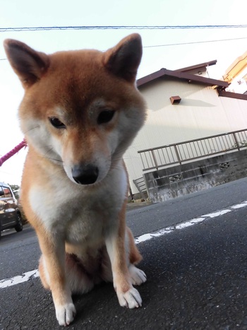 あけましておめでとうございます