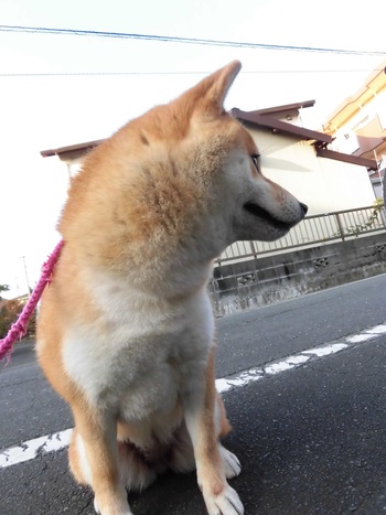 あけましておめでとうございます