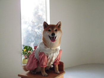 オオタカフォトスタジオさんにてフォトコンテストへエントリー♪