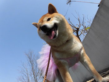 浜松ふれあいフェスティバル