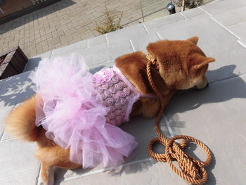 浜松ふれあいフェスティバル