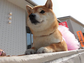 浜松ふれあいフェスティバル