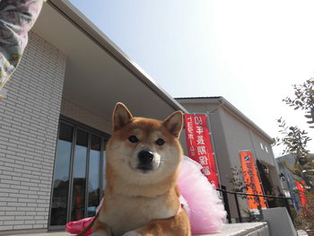 浜松ふれあいフェスティバル