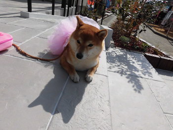 浜松ふれあいフェスティバル