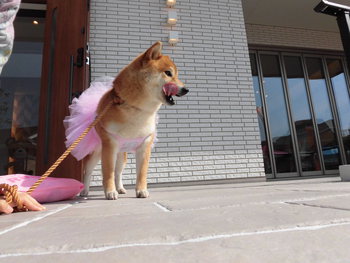 浜松ふれあいフェスティバル
