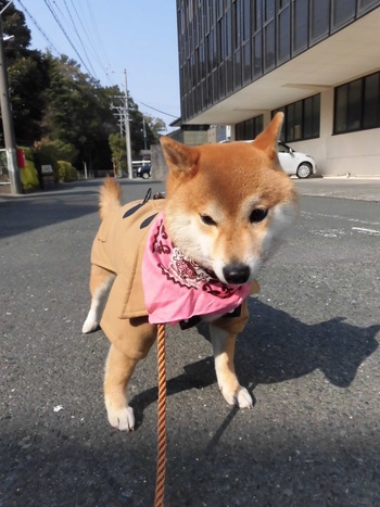 落ち込む表情のモモ・・。