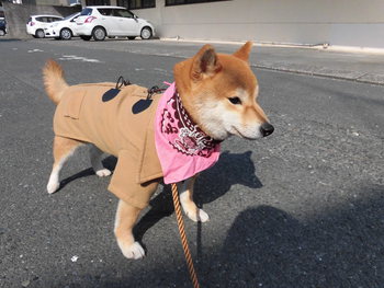 落ち込む表情のモモ・・。