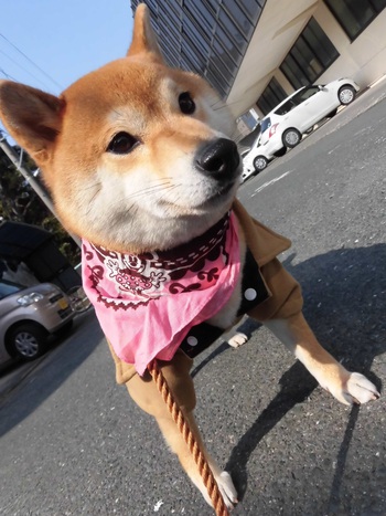 落ち込む表情のモモ・・。