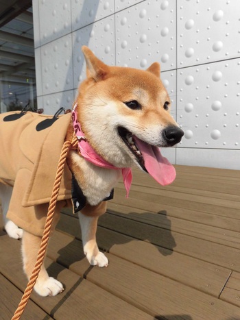ご機嫌なモモ