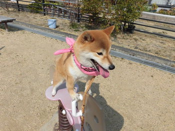 楽しいんです♪