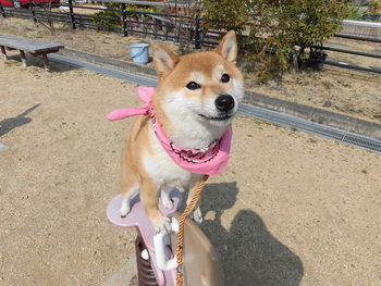 楽しいんです♪