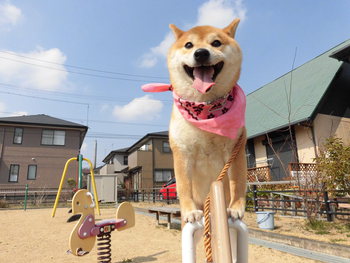 ３位受賞！　MAYONE 「スマイルＤＯＧ写真展」