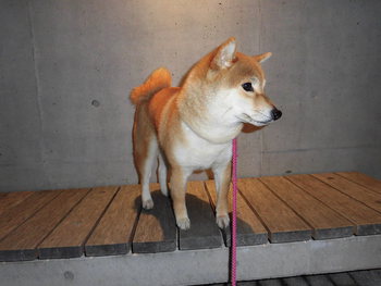 夜のお散歩♪