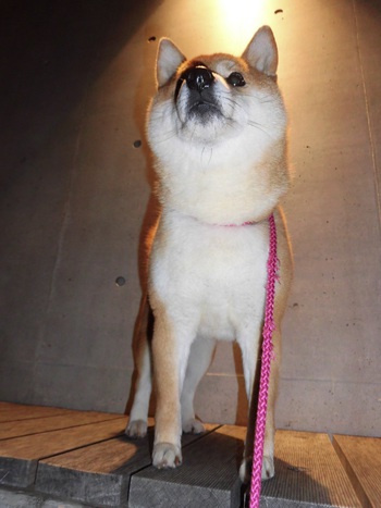 夜のお散歩♪