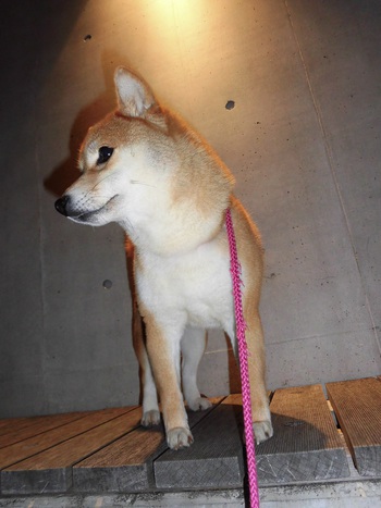 夜のお散歩♪