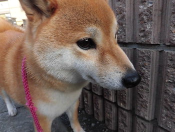 お散歩