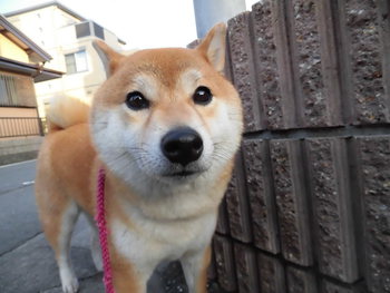 お散歩