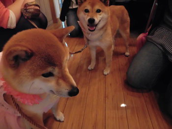 セキスイハイムのタレント犬オーディションへ