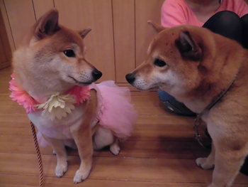 セキスイハイムのタレント犬オーディションへ