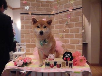 セキスイハイムのタレント犬オーディションの続き
