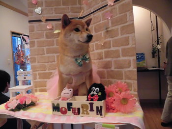 セキスイハイムのタレント犬オーディションの続き