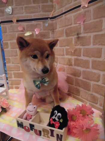 セキスイハイムのタレント犬オーディションの続き