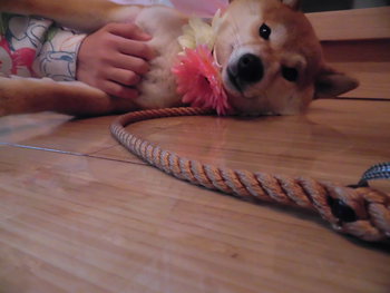 セキスイハイムのタレント犬オーディションの続き