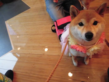 セキスイハイムのタレント犬オーディションの続き