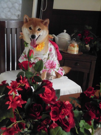 セキスイハイムタレント犬オーディションへエントリー　その2