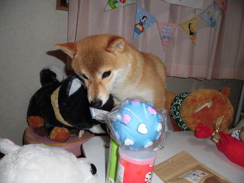 Happy Birthday☆可愛すぎる首かしげ☆