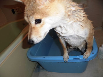 シャンプー気持ちいいね！