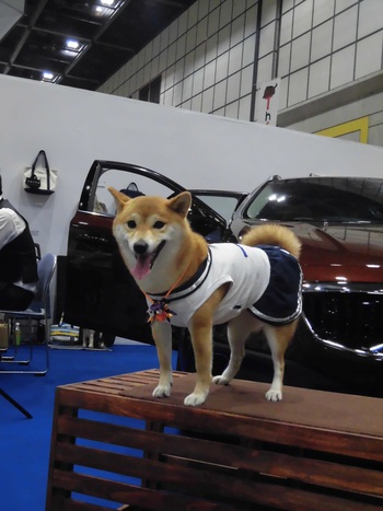 DOGフェスタ@浜松　その１