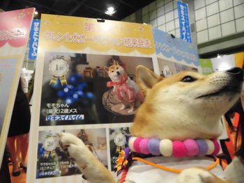 DOGフェスタ@浜松　その２